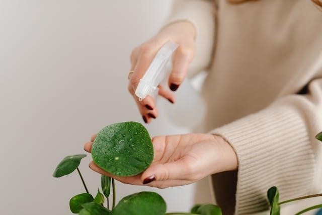 person using a spray bottle to water a plant